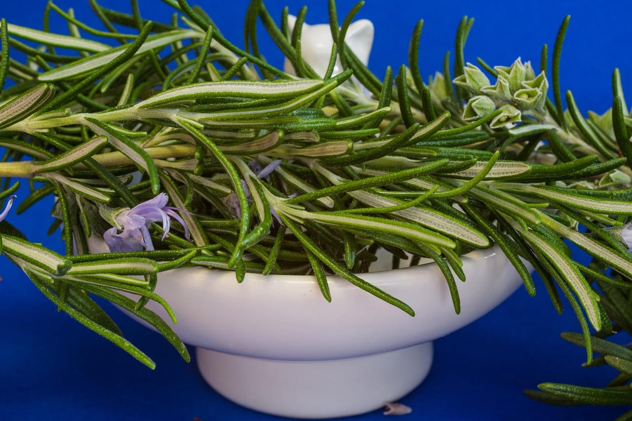 Mielony ostropest: przechowywanie po otwarciu a_different_perspective-rosemary-1409063_1280